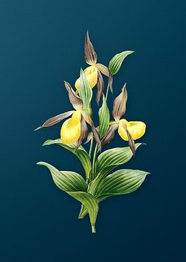 Sabot des Alpes on Teal