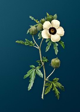 Venice Mallow on Teal