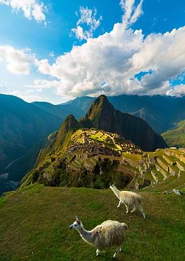 Machu Picchu with llamas
