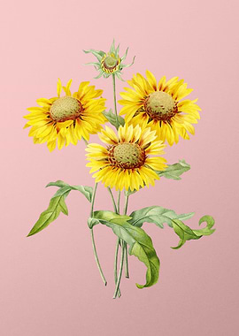 Blanket Flowers on Pink