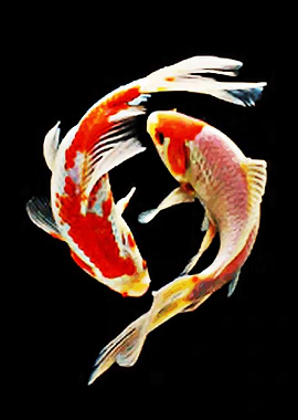 Koi