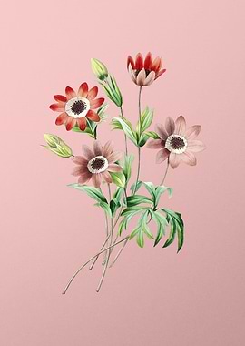 Broad Leaf Anemone on Pink