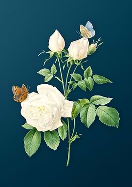 White Bengal Rose on Teal