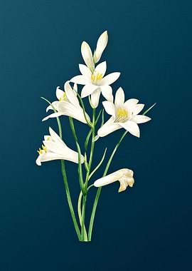 St Brunos Lily on Teal