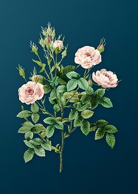 Rosier Pompon on Teal