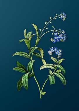 Water Forget Me Not Teal