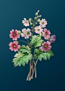 Chinese Primrose on Teal