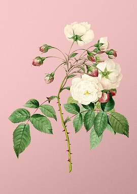 Adelia Aurelianensis