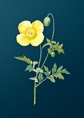 Welsh Poppy on Teal