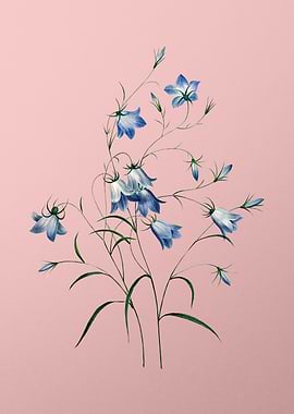 Campanule Clochette Pink