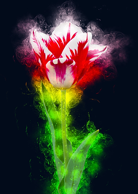 red white tulip smoky