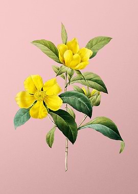 Golden Guinea Vine on Pink