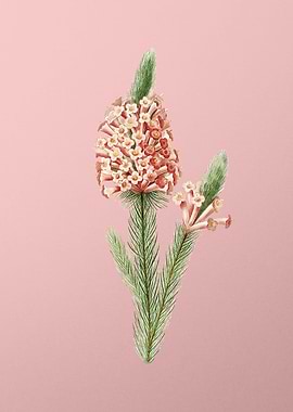 Briar Root Bruyere on Pink