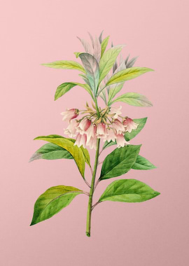 New Year Flower on Pink