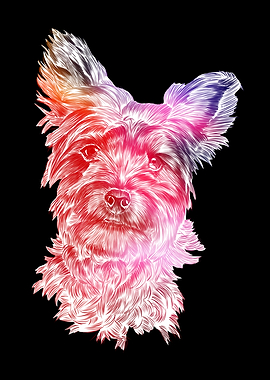 Yorkshire Terrier Yorkie