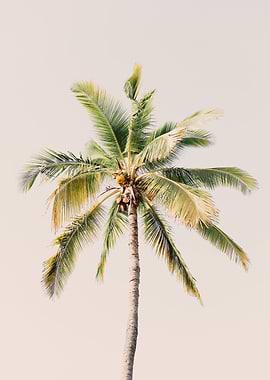 Coconut Palm Tree