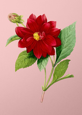 Double Dahlias on Pink