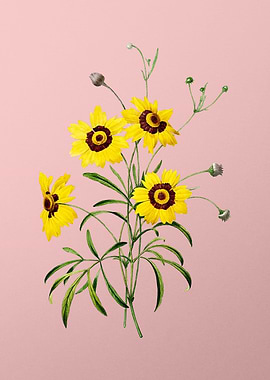 Coreopsis Elegans on Pink