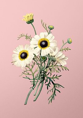 Chrysanthemum on Pink