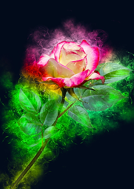 pink white rose smoky