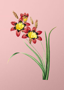 Ixia Tricolore on Pink