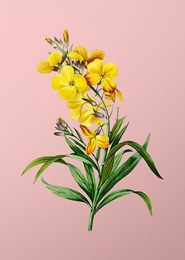 Cheiranthus Flower on Pink