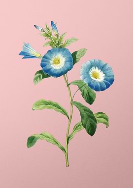 Field Bindweed on Pink