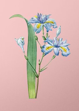 Butterfly Flower on Pink