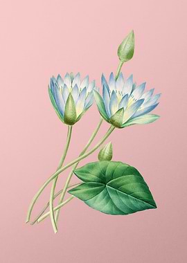 Egyptian Lotus on Pink