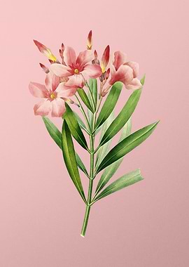 Oleander on Pink