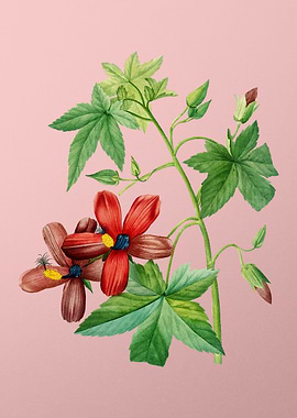 Lavatera Phoenicea on Pink