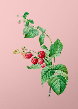 Red Berries on Pink