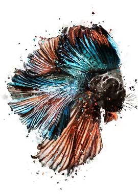 Teal Betta Fish