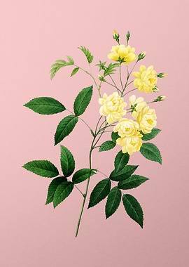 Lady Banks Rose on Pink