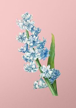 Oriental Hyacinth on Pink