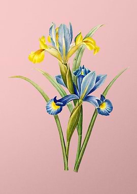 Spanish Iris on Pink