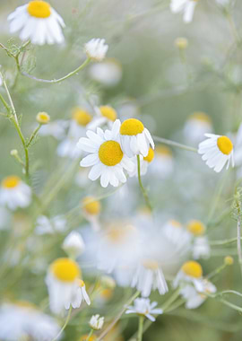 wild chamomile