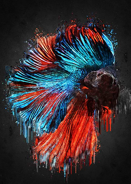 Betta on Acrylic
