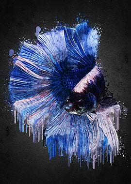 Beautiful Betta Fish