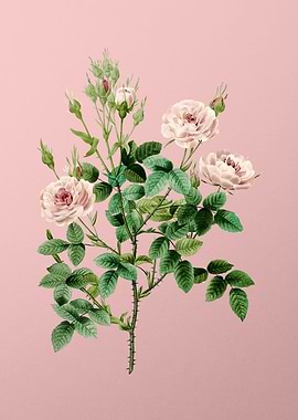 Rosier Pompon on Pink