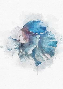 Beautiful Blue Betta Fish