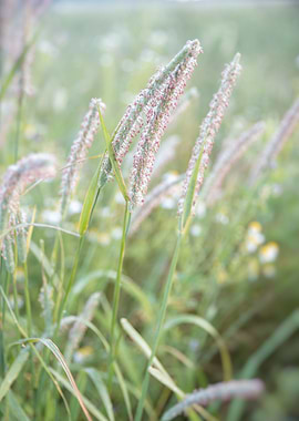fox tail grass