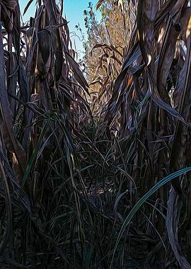Corn field in Lomellina