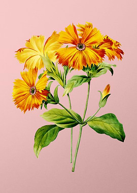 Lychnis Grandiflora Pink