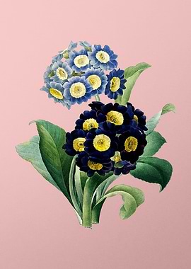 Mountain Cowslip on Pink