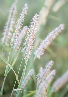 fox tail grass