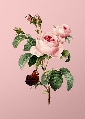 Provence Rose on Pink