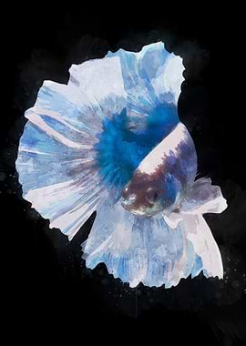 White Blue Betta