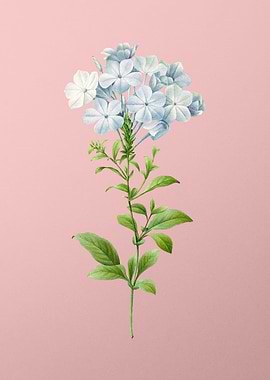 Plumbago Caerulea on Pink