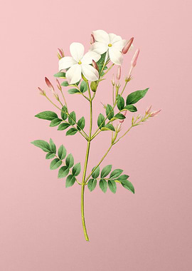 Spanish Jasmine on Pink